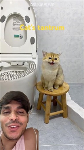 Unique Cat Trick at Home | Adorable Cat Video That Will Melt Your Heart 🐱💖 #cat #viral #shorts