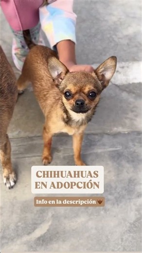 ¡ADOPTADAS JUNTAS! Estas dos pequeñas chihuahuas encontraron su hogar para siempre #dog #rescue