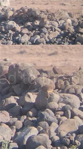 6 dasher got the power