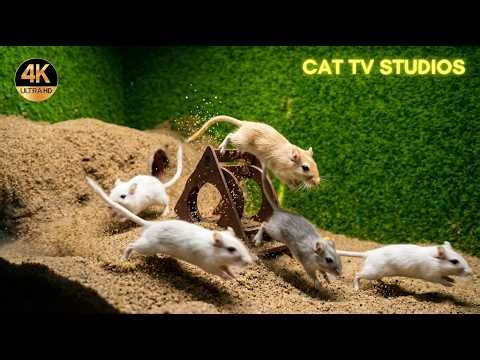 Cat TV for Cats 🐭 Sand Jump Chaos! Fast Mouse Action You Can’t Miss | Cat TV Studios 4K