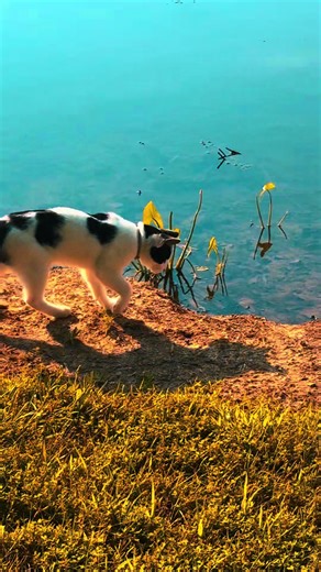 #lakecat #polydactylcat #catoftheyear #tuxedocat