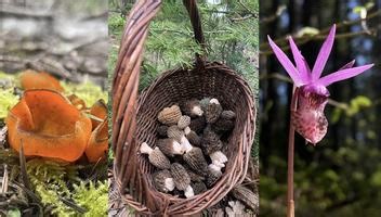 Spring Mushroom Foray: Saturday MORNING Session, May 17th