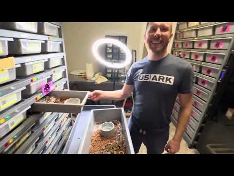 INSANE Ball Python collection tour | Monsoon Clowns?!