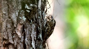 A common treecreeper is searching for fodder on a tree