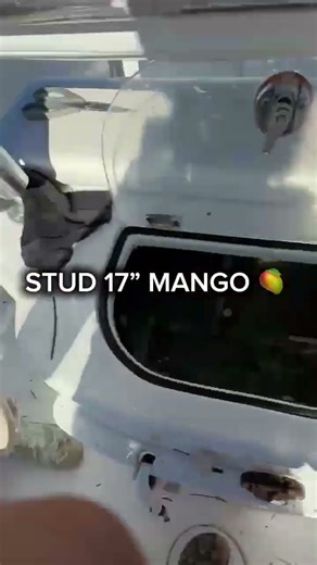 STUD MANGO! #fishing #mangrovesnapper #graysnapper