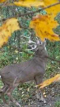 Do you believe in the October lull? Check out the Hunt Breakdown “Splits”! #bowhunting #bbd #archery