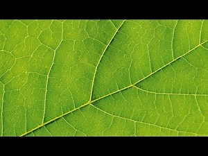 Controlling Pests on Bay Trees | At Home With P. Allen Smith