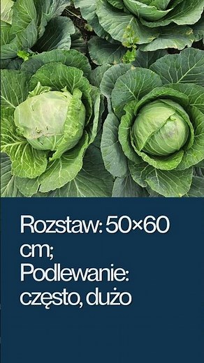 Uprawa kapusty białej. Jak uprawiać białą kapustę?