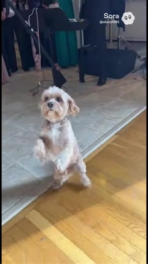 Dancing dog #tiktok #dog #dancer #tiktokviral #dogsoftiktok