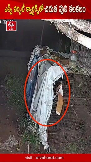 తిరుపతి ఎస్వీ వర్సిటీ క్వార్టర్స్‌లో చిరుత సంచారం #leopardroaming #Tirupati #CCTVFootage #svvarsity #telugunews #etvbharatandhrapradesh | ETV Bharat Andhra Pradesh