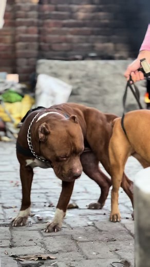 Stud Services for RONNIE, Our Confirmed Male Pitbull