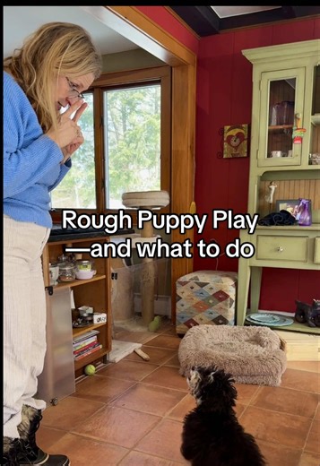 Puppy play is wild and fun—and that’s exactly what they need. 🐾💛 Those little bursts of energy help them learn, explore, and just be puppies. When things get a bit too much, a quick pause is all it takes. Everyone gets a reset, and play stays happy. 🌟 #puppytraining #puppylife #raisinghappydogs #puppytips