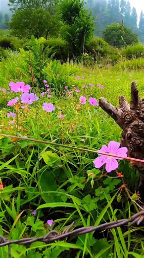 Beautiful view of chenab valley | Beautiful mountain path