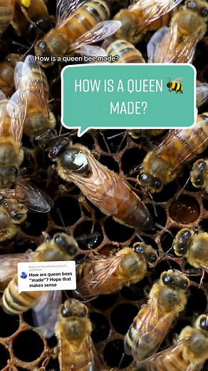 Replying to @Crystal Berryman How is a queen bee made? #beekeeper #beekeeping #bees #beetok #learnontiktok #queen #queenbee #beehive #royaljelly