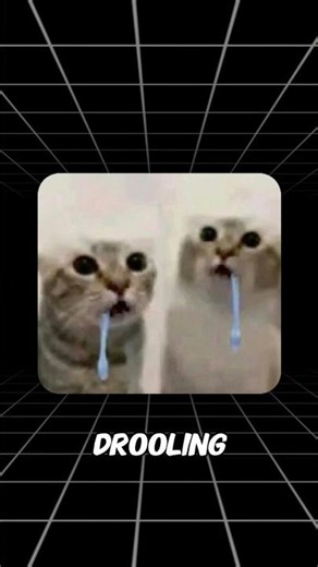 Drooling Cat Meme Explained