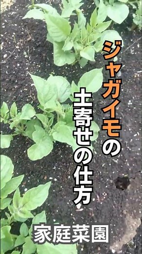 【家庭菜園】ジャガイモの土寄せ1回目 #家庭菜園 #ガーデニング初心者 #農業 #shorts #庭作業 #ジャガイモの育て方