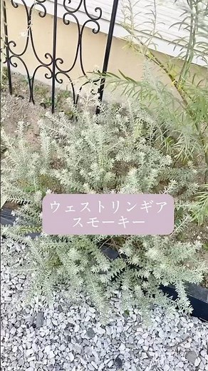 【西日に強い植物8】#お庭#ガーデニング#ガーデニング初心者 #園芸#shorts