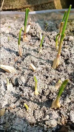 Grow Gourmet Garlic at Home! #homegardening