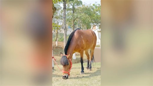 Meet the Debao pony, the shortest horse breed in the world