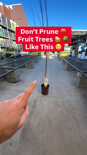 How to Prune Pear Trees for Healthy Growth