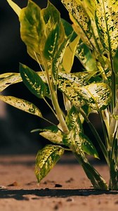 green plant at sand beach
