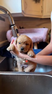 Our Labrador pups LOVE bath time. It coincides perfectly with nap time in their eyes 😴🥱🤣❤️ This little guy, one of our dark yellow pups, was so content and fell asleep in seconds right after the bath, and didn’t make a peep during. The little puppy squeezes you hear in the background are his siblings waiting their turn! Once the warm water poors over his body, the pup is in his happy place ❤️ #englishlab #yellowlabpuppy #yellowlabrador #englishlab #englishlabpuppy #yellowlabpuppy #yellowlabsq