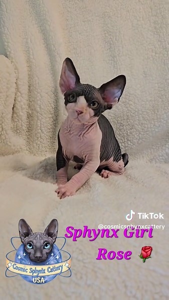 Sphynx Kittens Available at Cosmic Sphynx Cattery