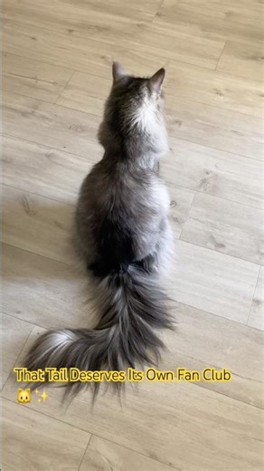 A Maine Coon’s Fluffy Tail Is Pure Luxury 😻#mainecooncat #cat #catlife #bigcat #funnycat #pets