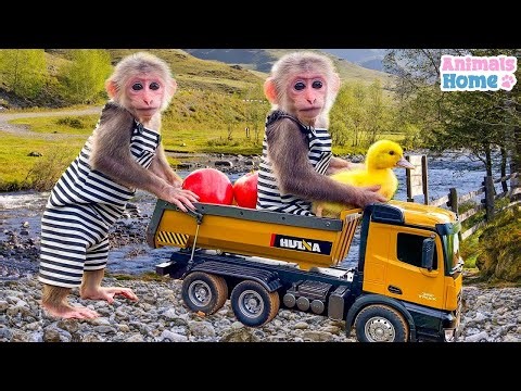 Farmer BiBi takes ducklings to pick fruit