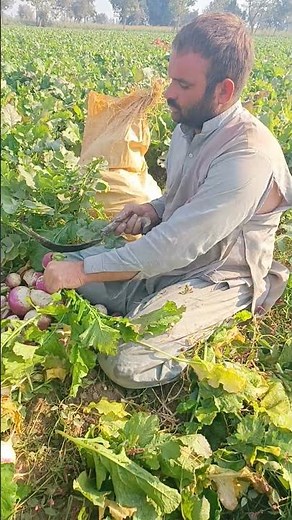 "Turnip Harvesting: Easy Tips for a Perfect Yield! 🌱🚜 | Farming Guide" #farming #agriculture