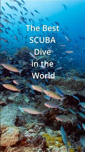 Where is the Best SCUBA Dive in the World?