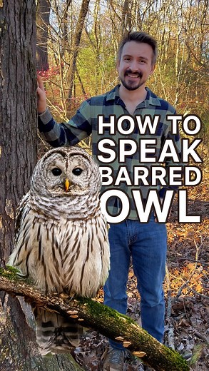Sam | Naturalist | Nature Education on Instagram: "How to Speak Barred Owl 🦉 Did you know you might already know how to speak barred owl? Their iconic call sounds like, “Who cooks for you? Who cooks for you all!” 🗣️ This famous hoot is how they attract mates and defend their territory. When barred owls get excited—or feel threatened—they switch it up with loud caws and even a quick beak clip to show they’re on edge. And fun fact: they’re called “barred” because of the beautiful bar patterns in