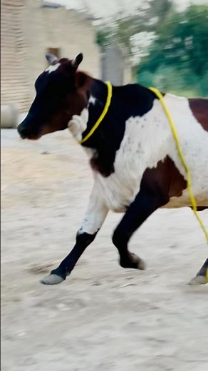 Cow Fast Running Action #shorts #shortvideo #animals