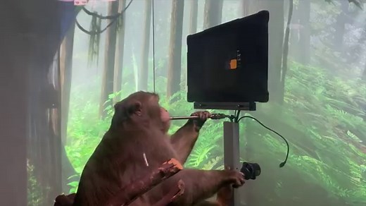 Elon Musk's Neuralink claims this poor monkey is playing 'MindPong'
