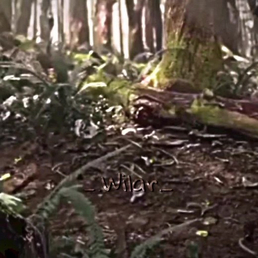 Adorable Baby Indominus Rex Moments | Jurassic World Edit