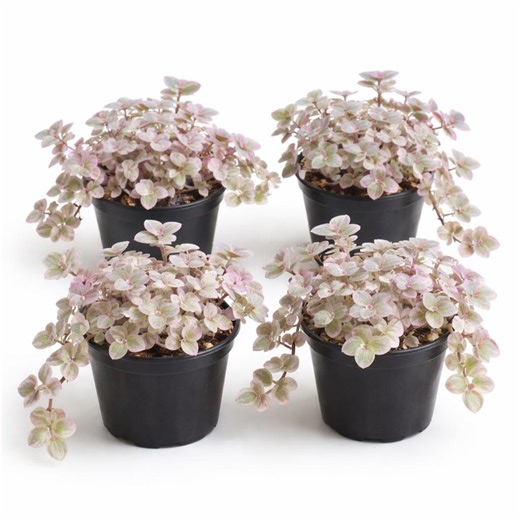 Set of 4 Pink Lady Turtle Vine Plants – Variegated Callisia Repens Live Plants, Pink Trailing Houseplant, 2 Inch Pots - Etsy