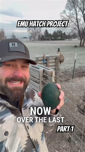 This Might Be the Hardest Hatch at Home #emu #hatchingeggs #hatching