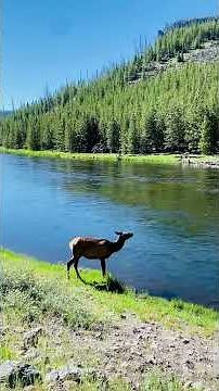 Hunting invasive species should not come at the cost of paid personnel!
