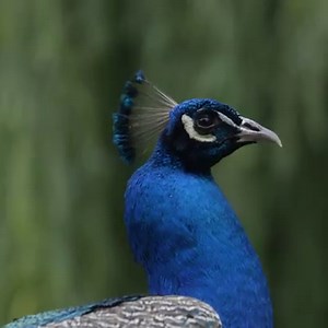 325K views · 14K reactions | After a brief hiatus, the disco turkeys are back. 連 | San Diego Zoo | Facebook