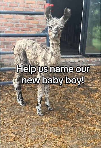 Vote for the Best Name for Our Baby Llama