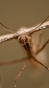 22K views · 77 reactions | Some more garden macro photography, struggled to find much this time  Taken with @omsystem.cameras OM System OM5 OM System 90mm f3.5 macro Godox tt350o flash Cygnustech diffuser Focus stacked using Helicon Focus . . . #OMSystem #entomology #macrophotography #yourshotphotographer #natgeoyourshot #naturalworld #naturephotography #tinyworld #forestfloor #inthewoods #forestphotography #bbcearth #macro_freaks #macro_brilliance | redal.uk | Facebook