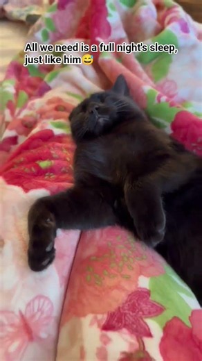 Kitty is tired 💤 # #cat #kitten #fypyoutube #cats #forcatlovers #cats #catlife
