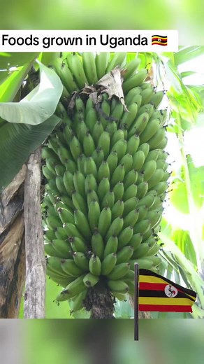 Foods Grown in Uganda - Agriculture in a Fertile Land