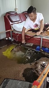 1.1M views · 2.2K reactions | Amazing Rural Fishing Video  Best Asian Fishing Technique  #shorts #ShanboFishing [rMkVMCTXxPY] #shorts #viralreels #fishing #seattle | Scenic View | Facebook