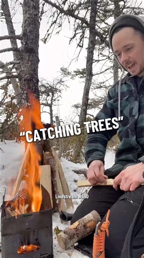 CATCHING SOME TREES FOR TEAS #newfoundland #forager #explorenl