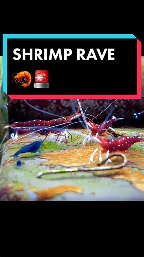 Shrimp Rave Live Streams on TikTok