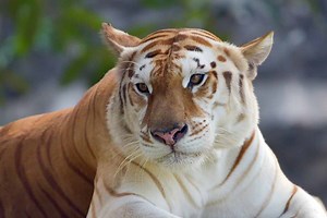 Discover the Top 6  Rarest Tiger Species on the Planet