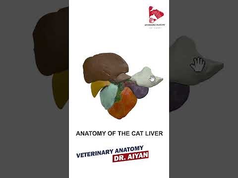 Cat liver 3d Anatomy Dr. Aiyan