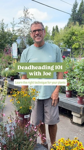 🌸 Deadheading 101 with Joe 🌸 Keep your plants blooming longer with the right deadheading technique! In our newest blog, we break down 5 easy methods you can use in your garden right now. Here’s what you’ll learn: ✂️ The Flower Pinch — for Daylilies, Irises, Floribunda Roses & Petunias 🌿 The Big Shear — perfect for Hardy Geraniums, Catmint & Nemesia 🌼 The Stem Removal — best for Hostas, Foxgloves & Snapdragons 🌹 The Tip Shear — ideal for Shrub Roses, Calibrachoa & Agastache 🌻 The Node Snip