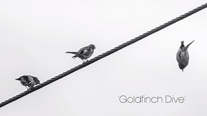 98K views · 1.7K reactions | "It never ever ceases to amaze me." #EarthCapture by Wendy Cooper | BBC Earth | Facebook